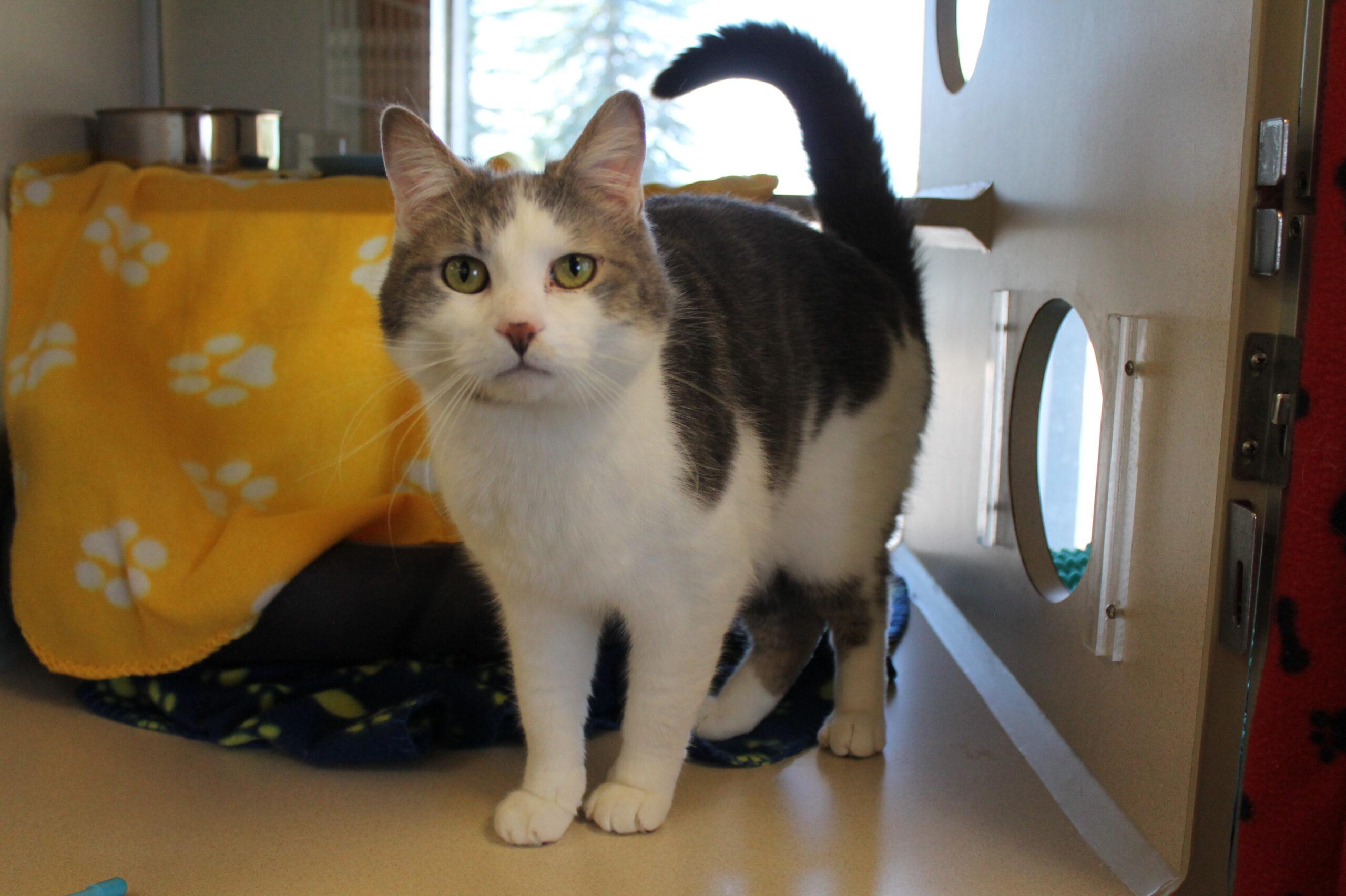 Moose, ADOPTABLE, Young Male Domestic Short Hair.