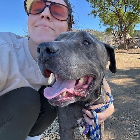 Rockefeller, Adoptable, Senior Male Pit Bull Terrier.