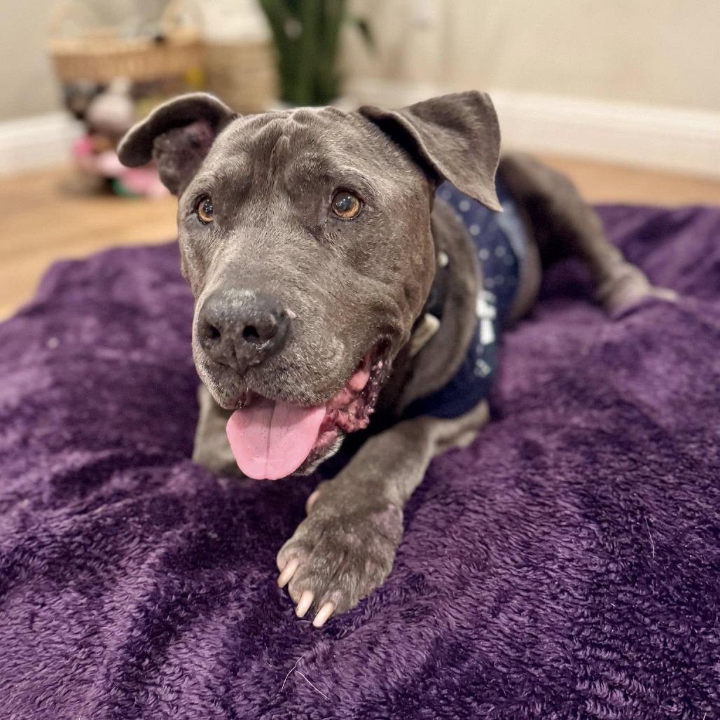 Rockefeller, a Adoptable Pit Bull Terrier in Ramona, CA image 2/6