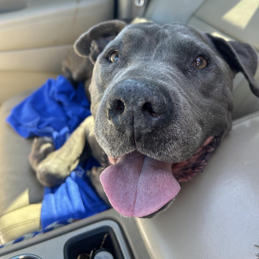 Rockefeller, a Adoptable Pit Bull Terrier in Ramona, CA image 3/6