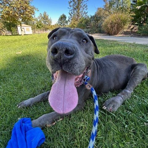 Rockefeller, a Adoptable Pit Bull Terrier in Ramona, CA image 4/6