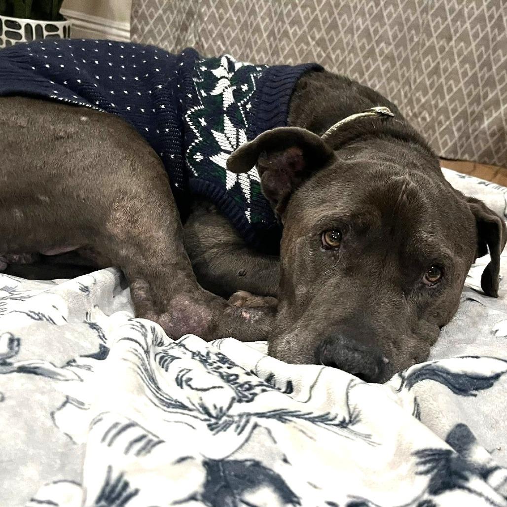 Rockefeller, a Adoptable Pit Bull Terrier in Ramona, CA image 5/6