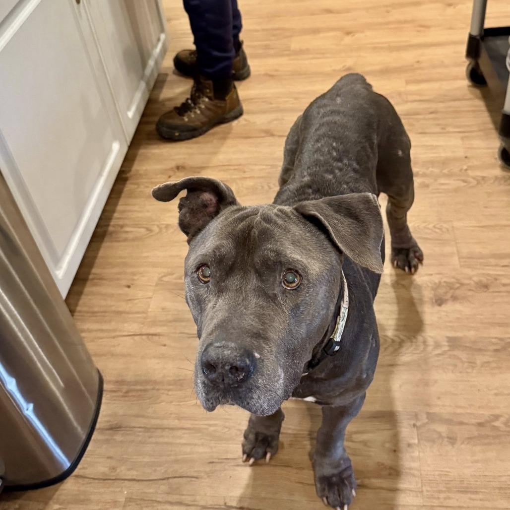 Rockefeller, a Adoptable Pit Bull Terrier in Ramona, CA image 6/6