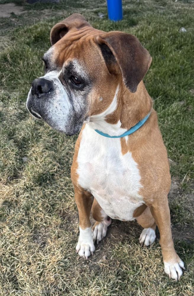 Enlarge Bella the Boxer, a Adoptable Boxer in Draper, UT image 1/2