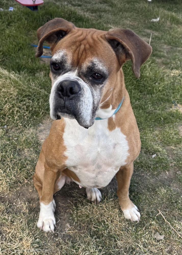 Enlarge Bella the Boxer, a Adoptable Boxer in Draper, UT image 2/2