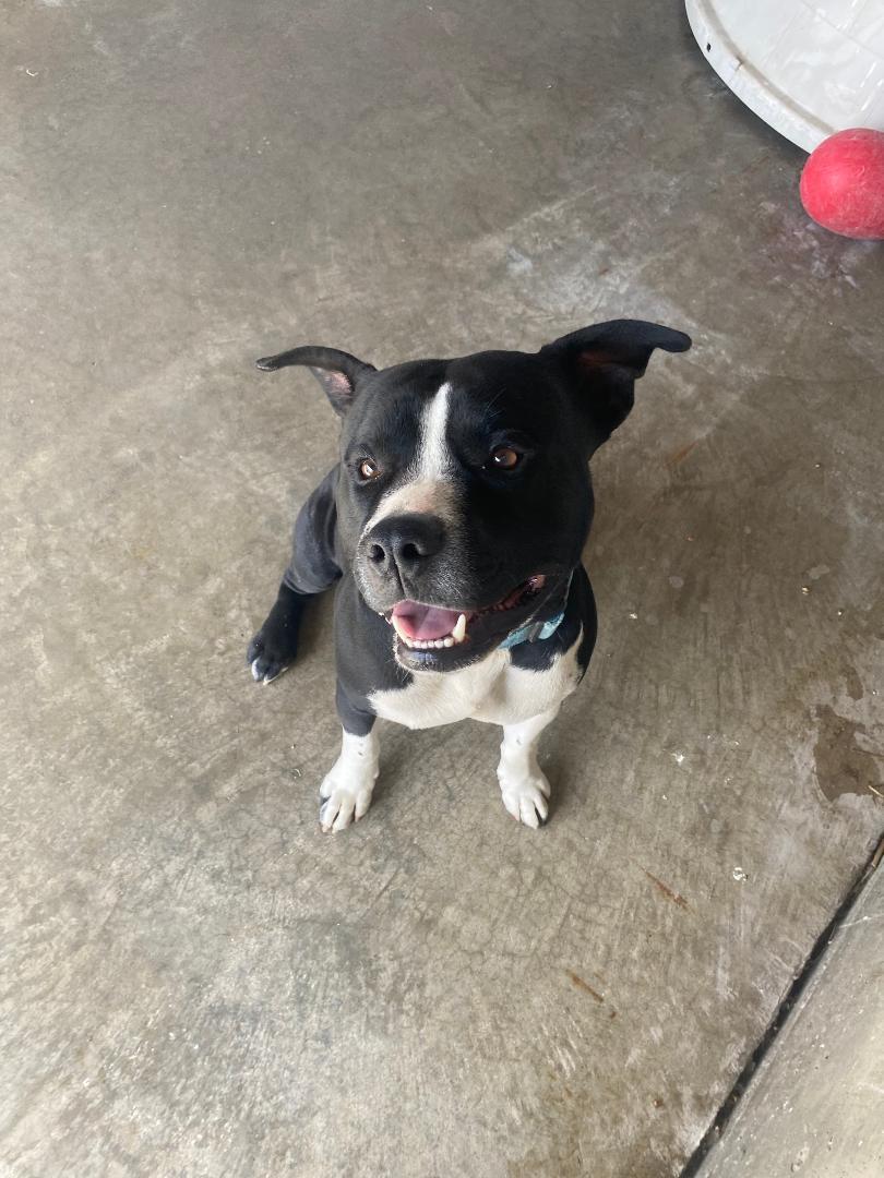 Enlarge Daemon, a ADOPTABLE mixed breed in Clinton, MO image 1/1