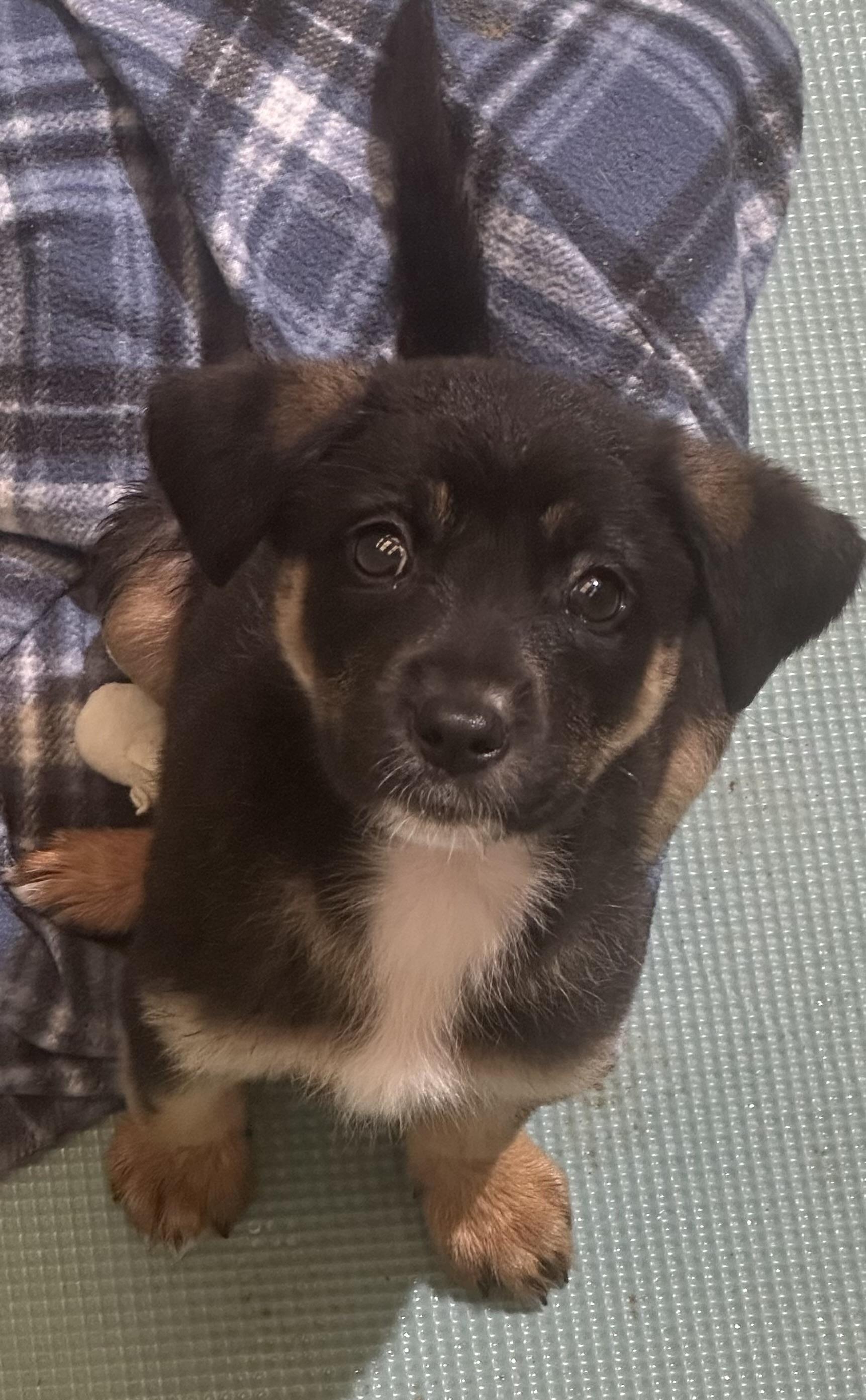Gypse, ADOPTABLE, Young Female German Shepherd Dog.