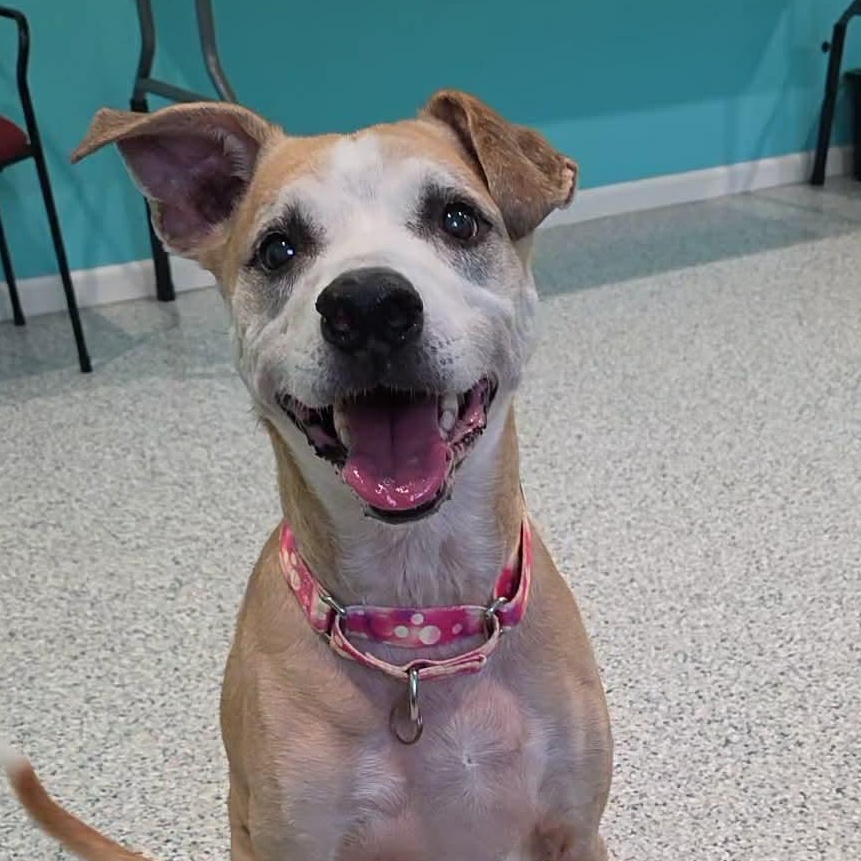 Enlarge Ranger, a Adoptable mixed breed in Hutchinson, MN image 1/3