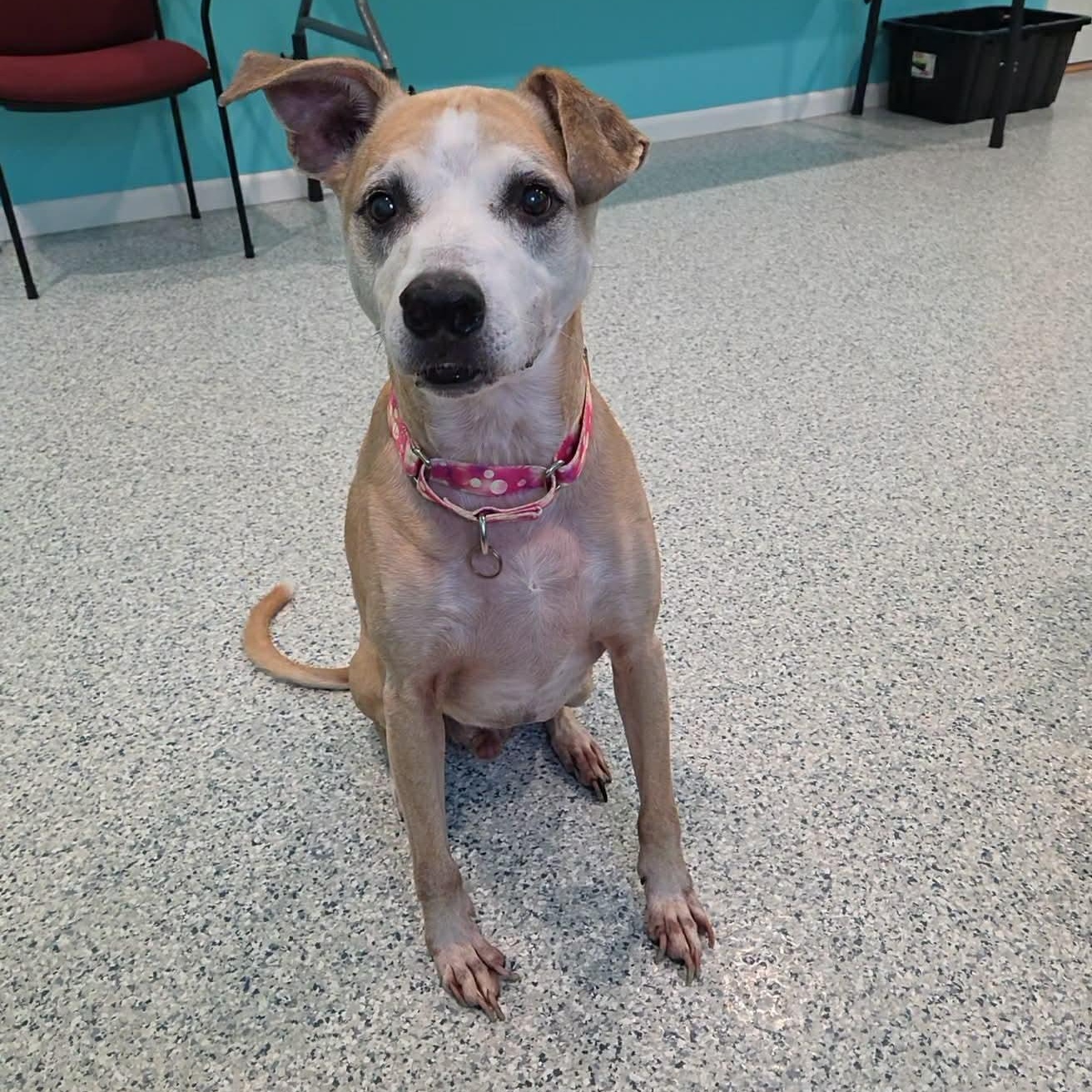 Enlarge Ranger, a Adoptable mixed breed in Hutchinson, MN image 2/3