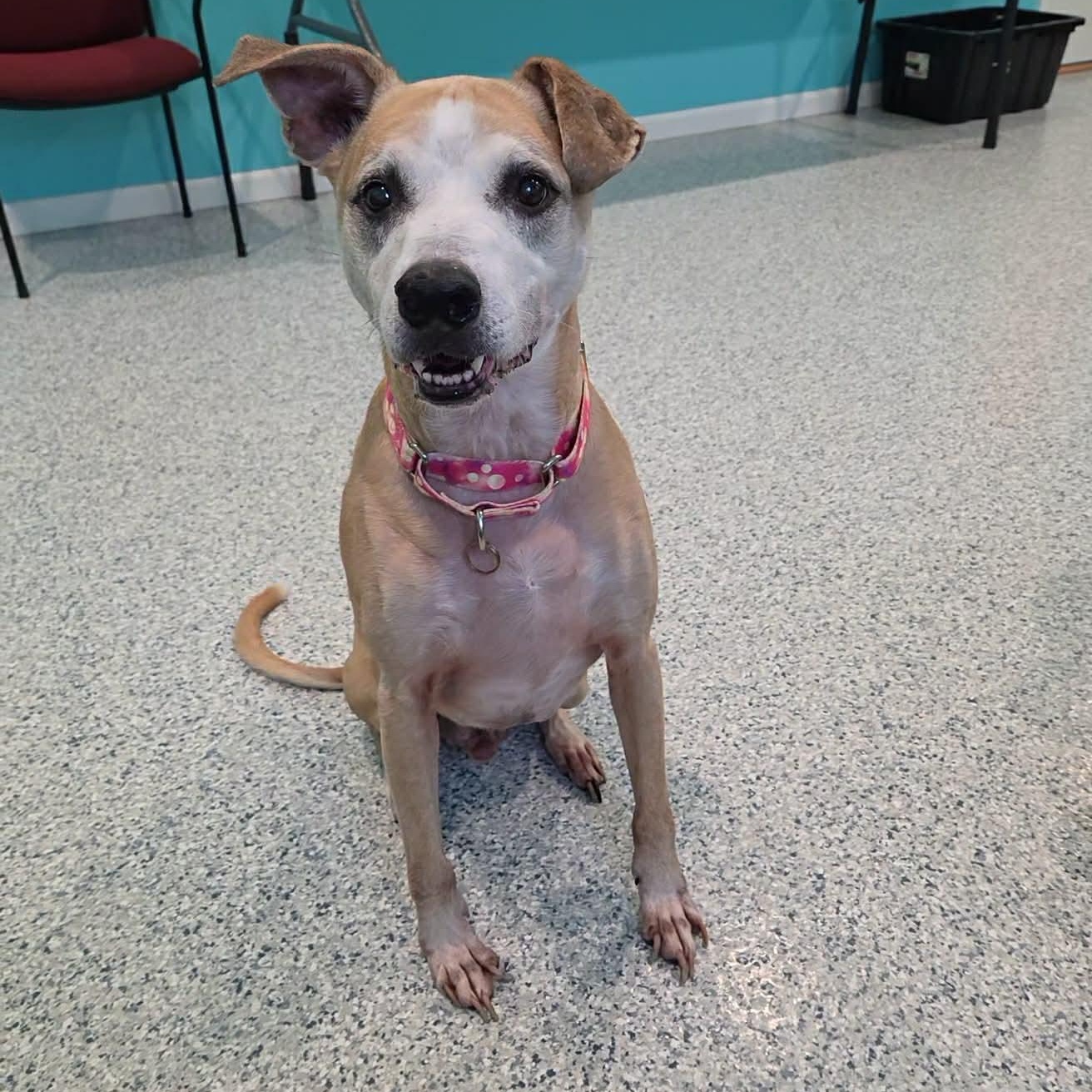 Enlarge Ranger, a Adoptable mixed breed in Hutchinson, MN image 3/3