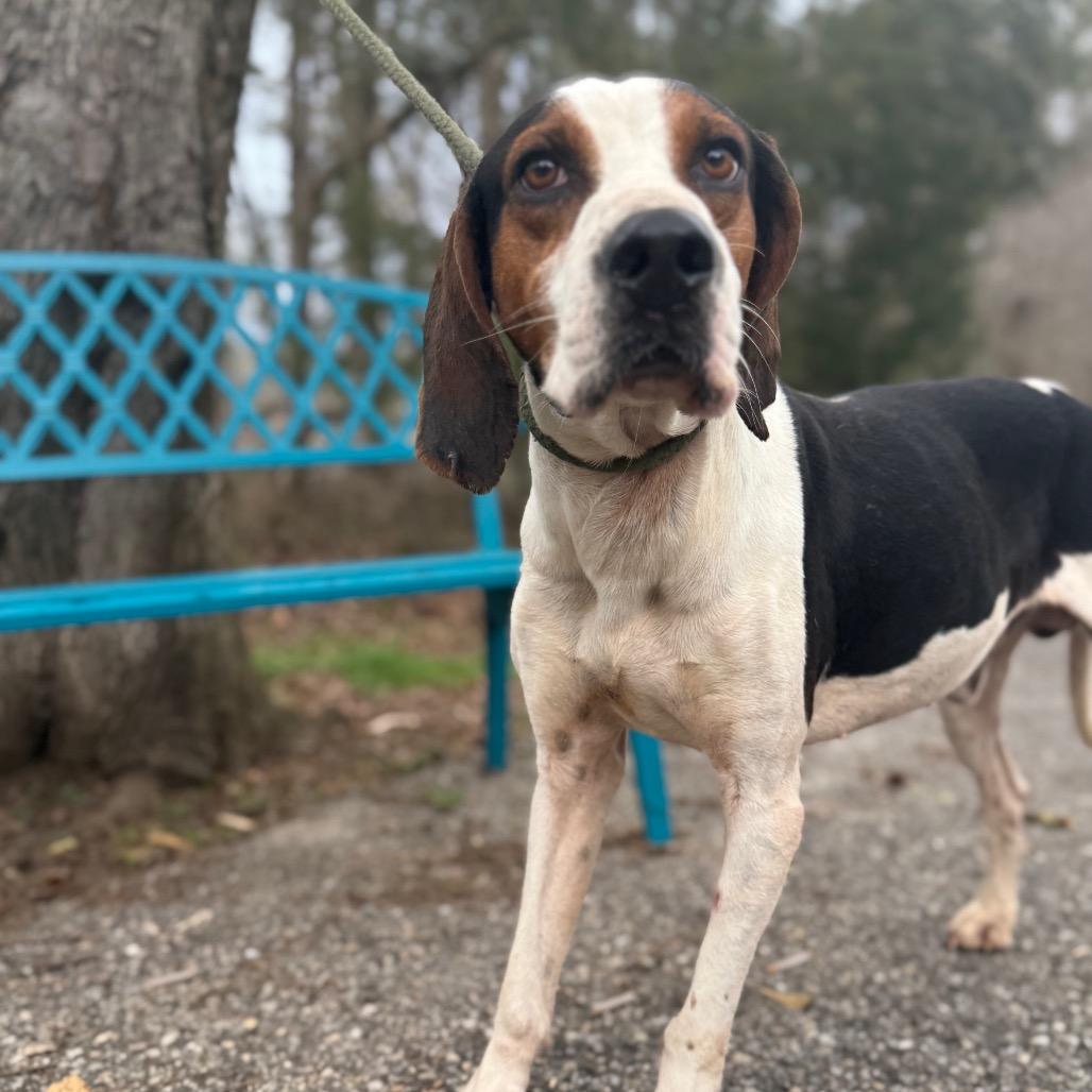 Enlarge Huckleberry, a Adoptable Treeing Walker Coonhound in Monroeville, AL image 1/5