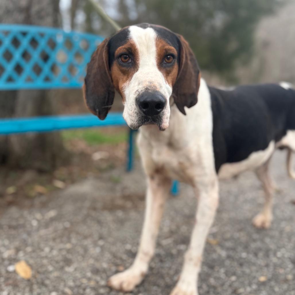 Enlarge Huckleberry, a Adoptable Treeing Walker Coonhound in Monroeville, AL image 2/5