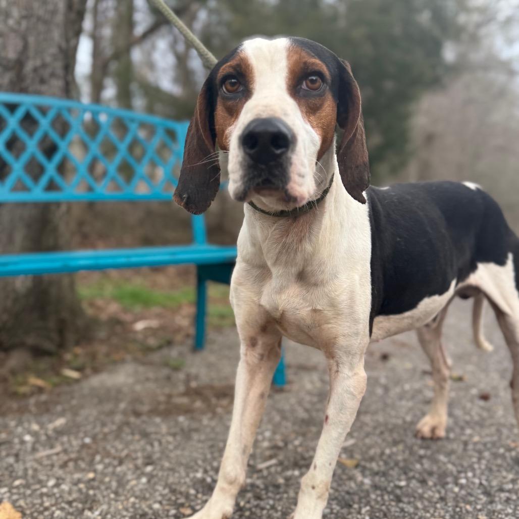 Enlarge Huckleberry, a Adoptable Treeing Walker Coonhound in Monroeville, AL image 3/5