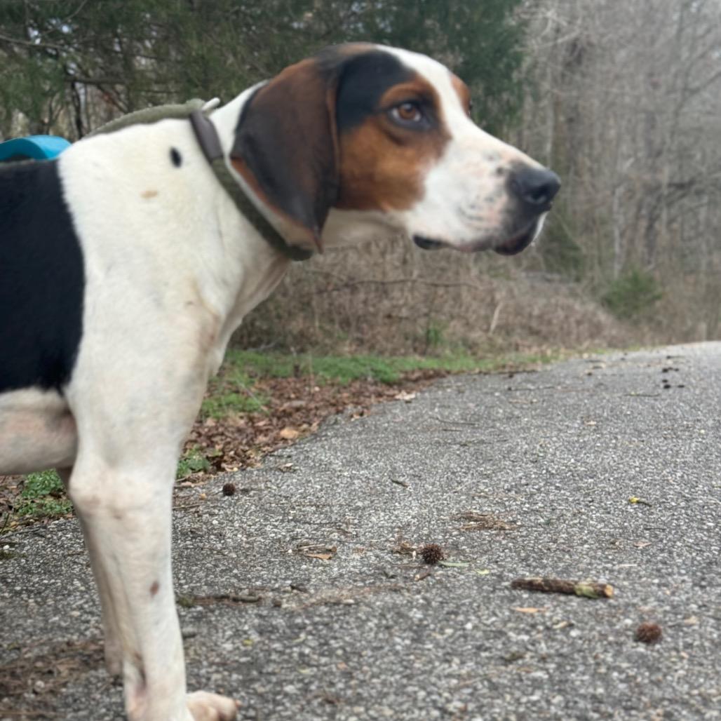 Enlarge Huckleberry, a Adoptable Treeing Walker Coonhound in Monroeville, AL image 4/5