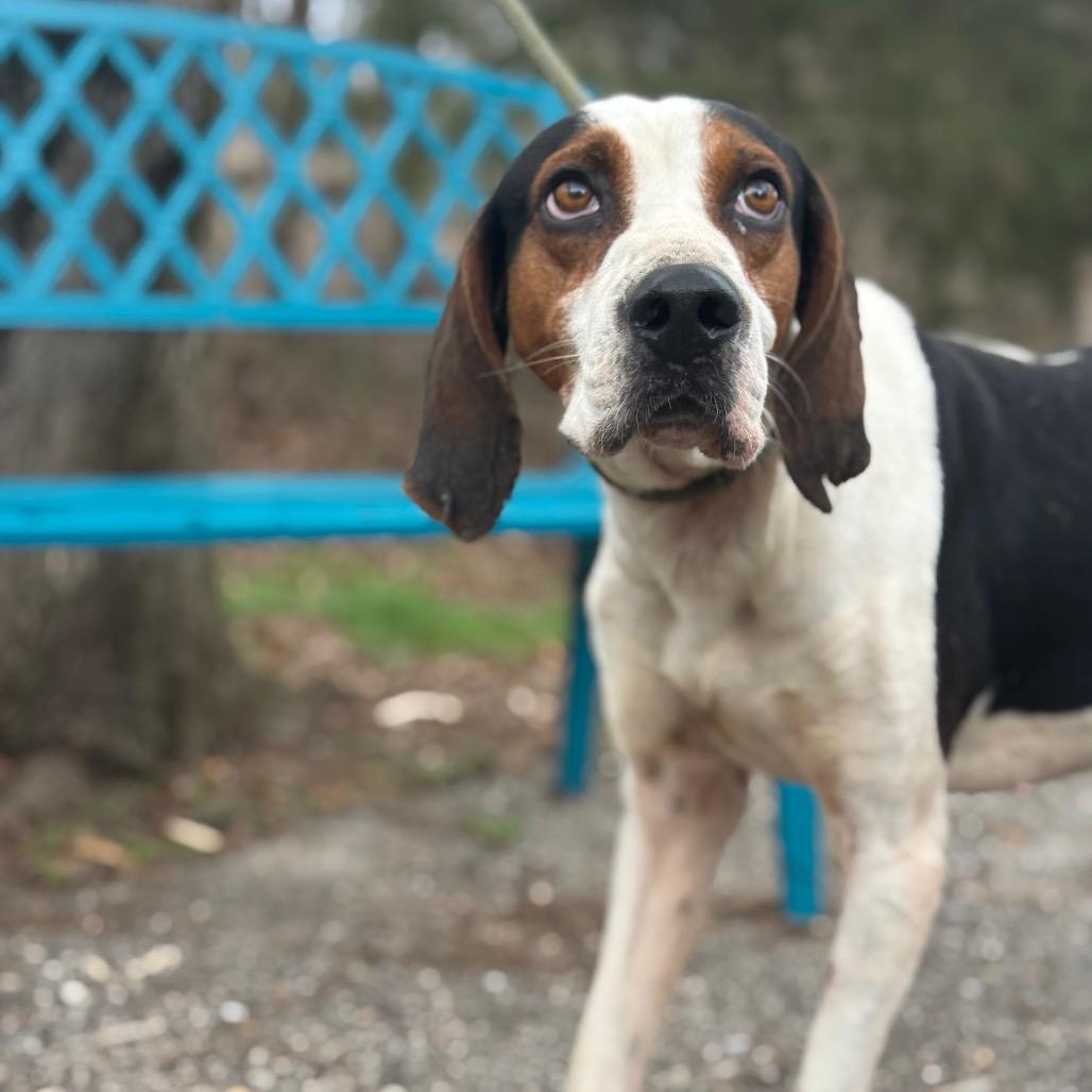 Enlarge Huckleberry, a Adoptable Treeing Walker Coonhound in Monroeville, AL image 5/5