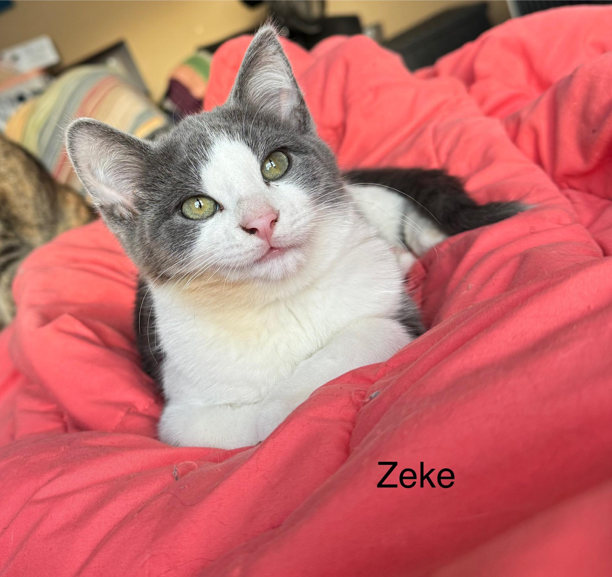 Enlarge Zeke, a ADOPTABLE Domestic Short Hair in Ludington, MI image 1/4