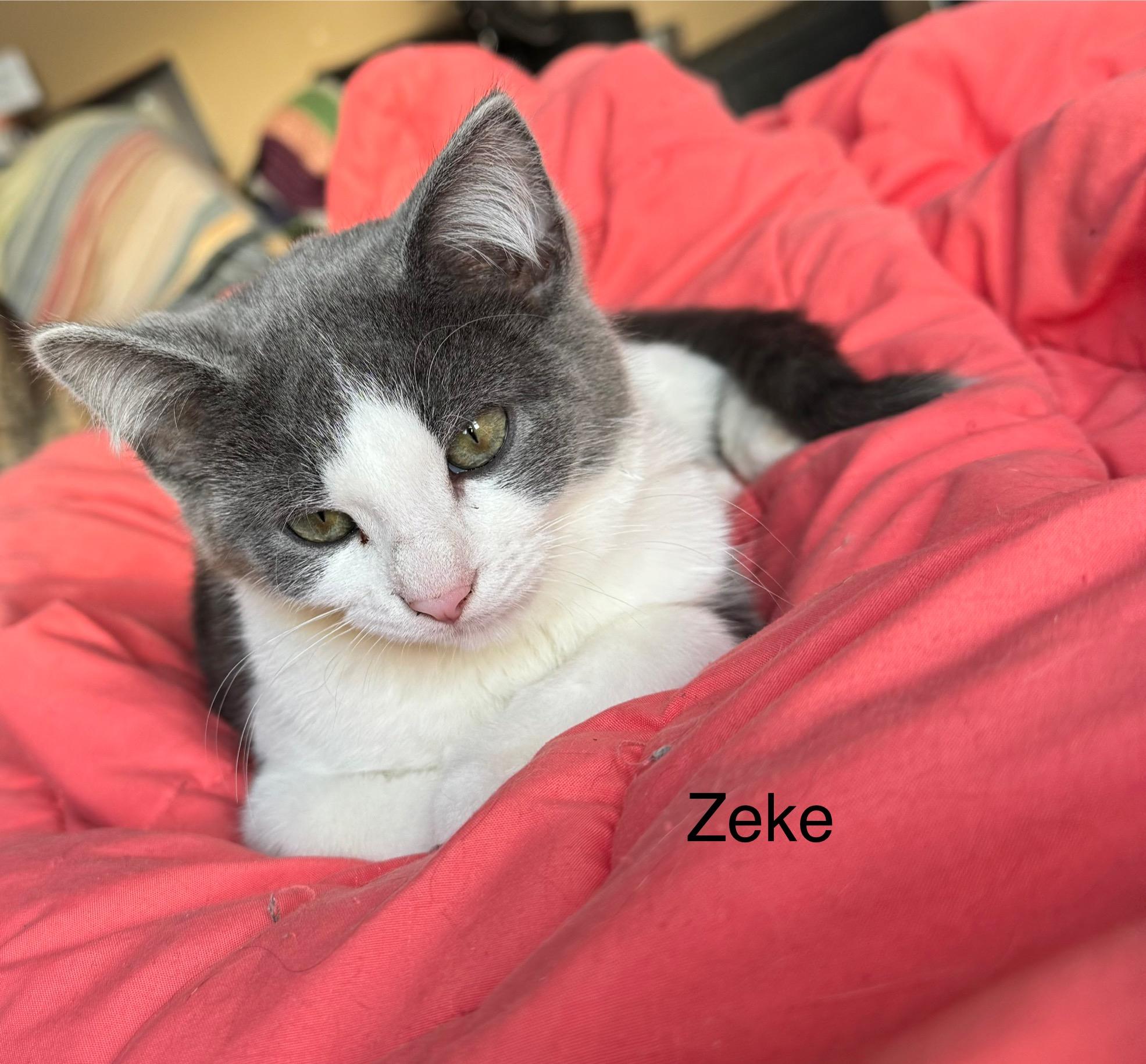 Enlarge Zeke, a ADOPTABLE Domestic Short Hair in Ludington, MI image 3/4