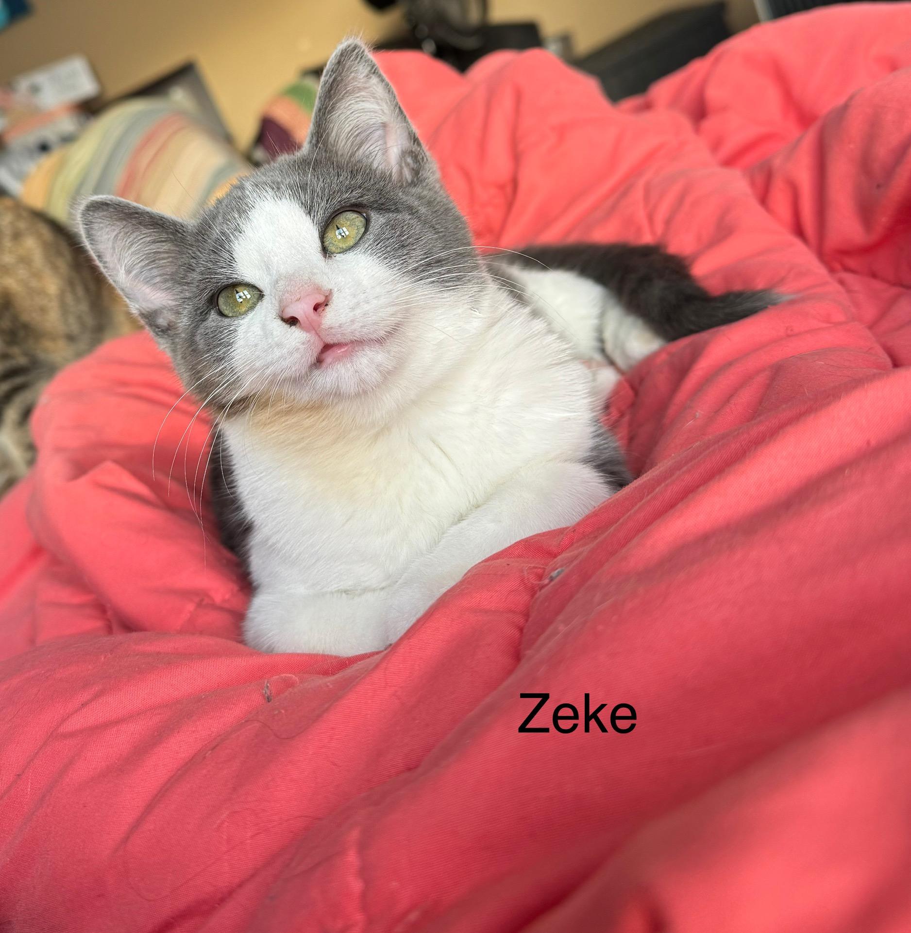Enlarge Zeke, a ADOPTABLE Domestic Short Hair in Ludington, MI image 4/4