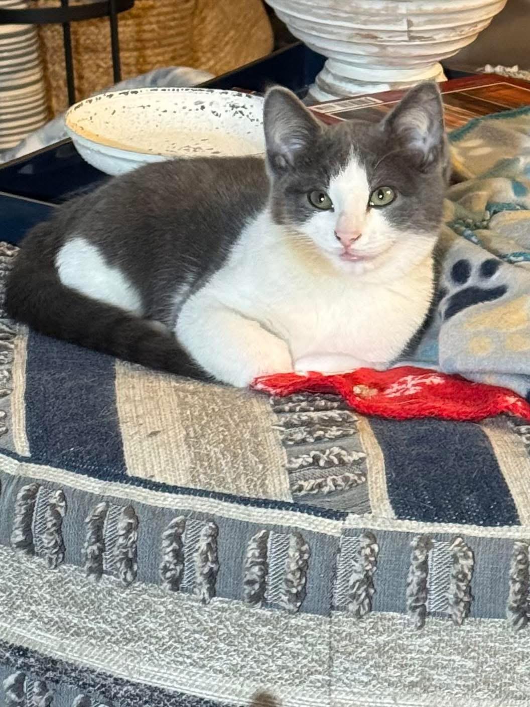 Enlarge Zeke, a ADOPTABLE Domestic Short Hair in Ludington, MI image 2/4