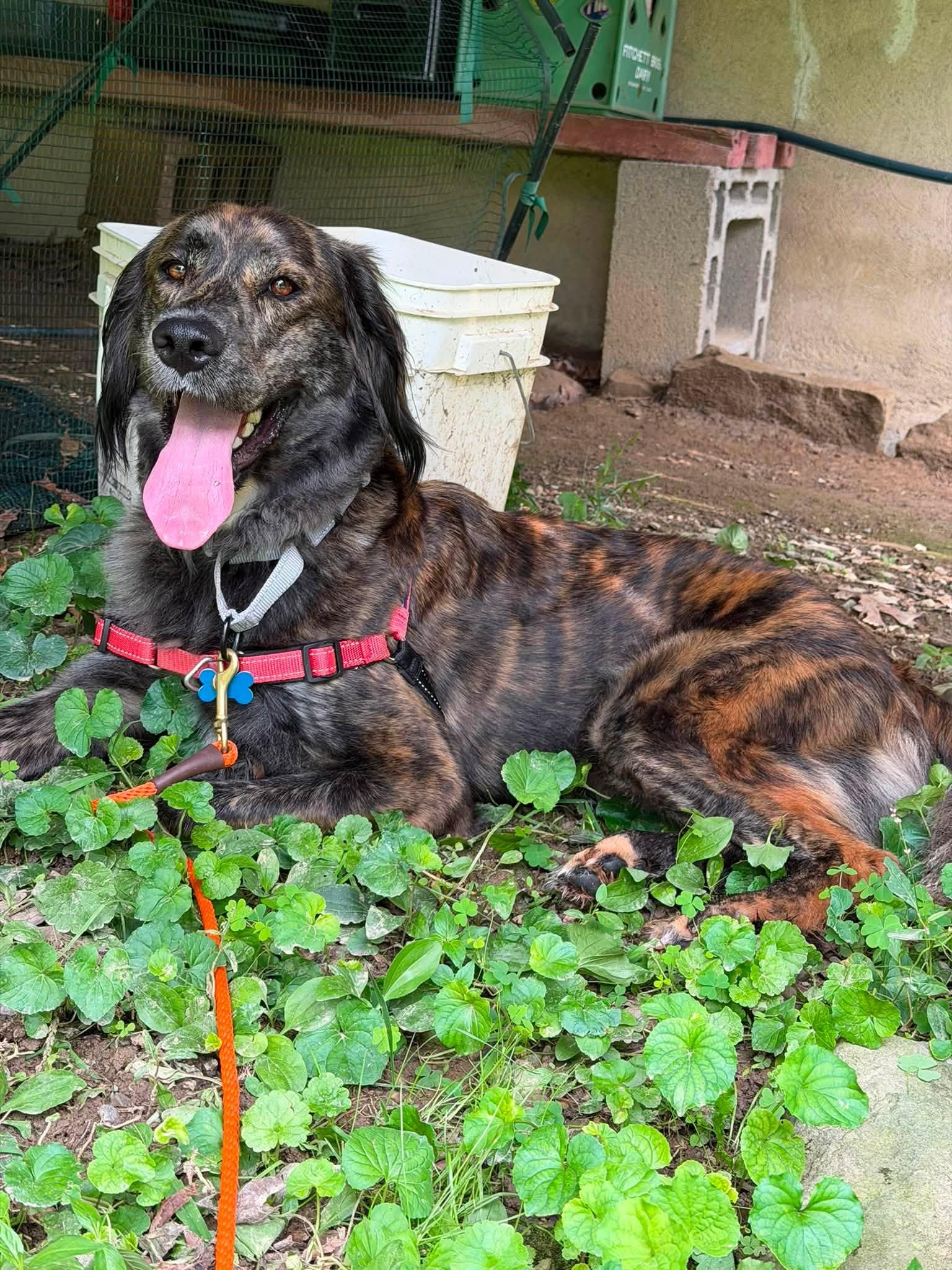 Enlarge Mocha, a Adopted mixed breed in Wappingers Falls, NY image 3/4