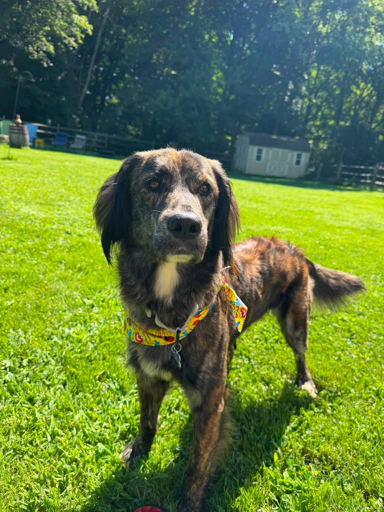 Enlarge Mocha, a Adopted mixed breed in Wappingers Falls, NY image 4/4