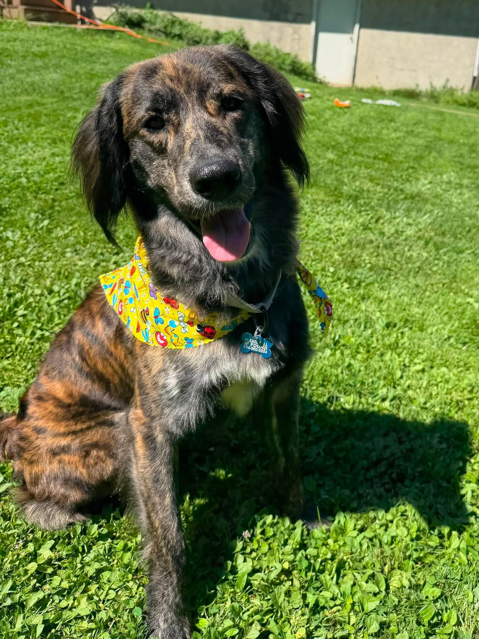 Enlarge Mocha, a Adopted mixed breed in Wappingers Falls, NY image 1/4