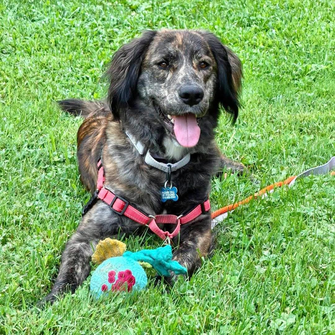 Enlarge Mocha, a Adopted mixed breed in Wappingers Falls, NY image 2/4