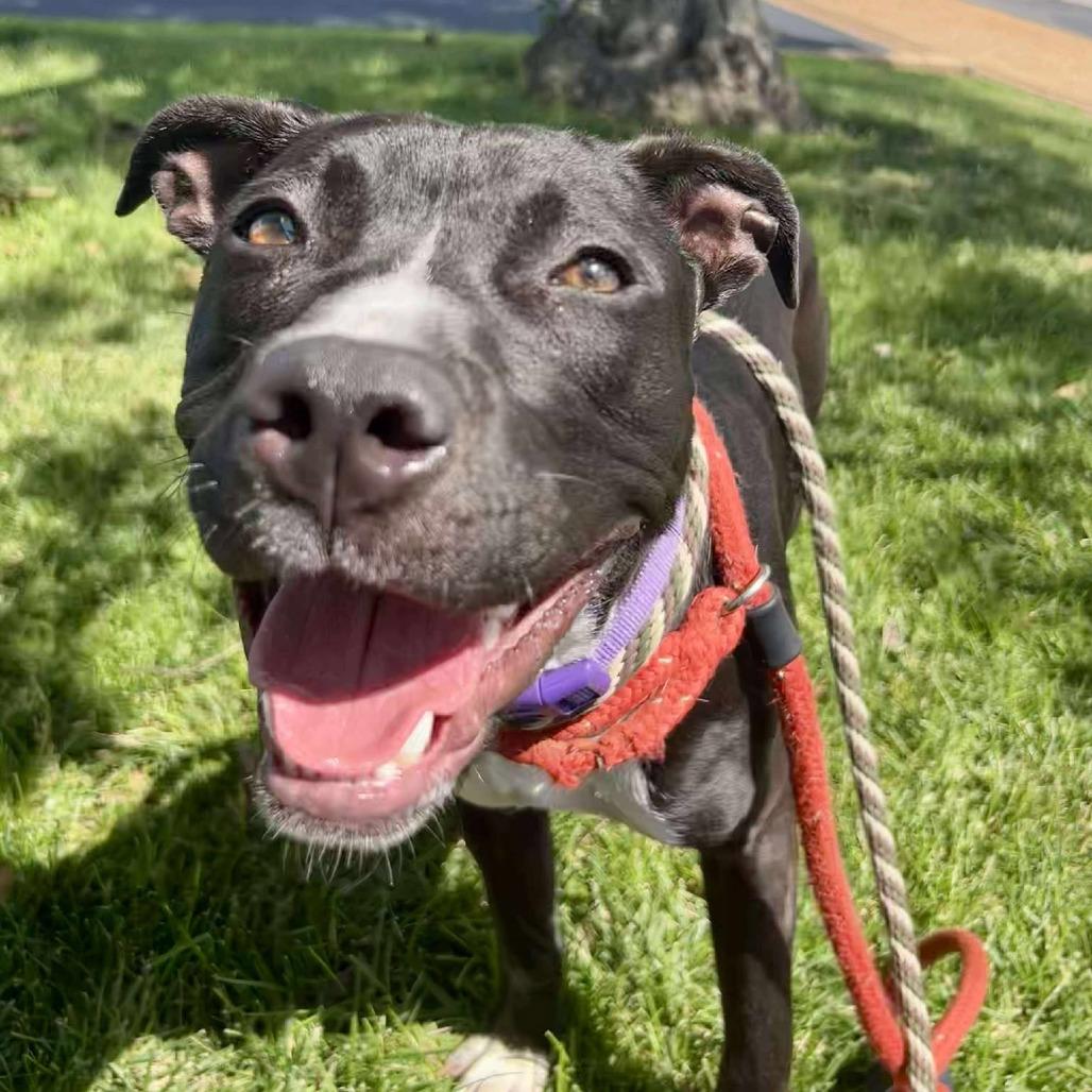 Lilah, Adoptable, Young Female Terrier.