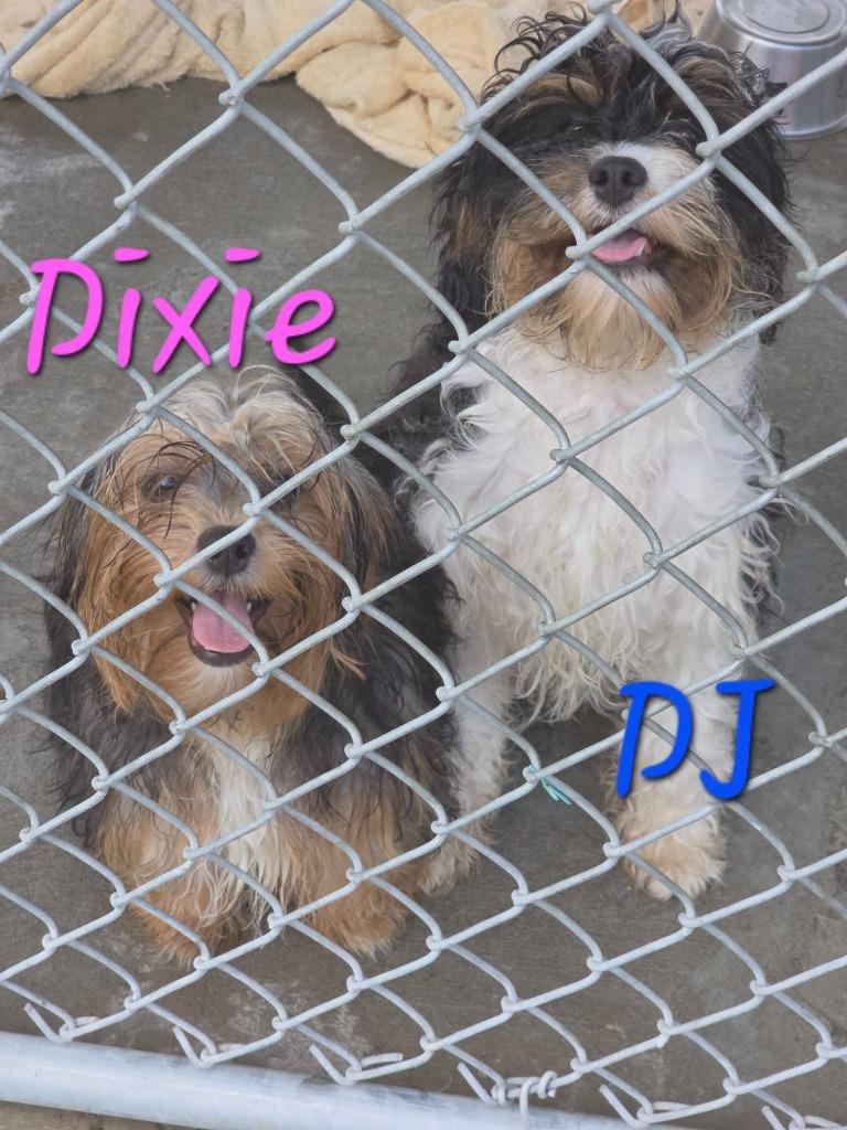 DJ, Adopted, Puppy Male Cavalier King Charles Spaniel & Poodle.