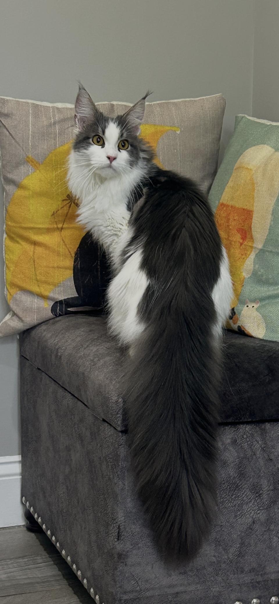Enlarge Pandora, a Adopted Maine Coon in Absecon, NJ image 1/3