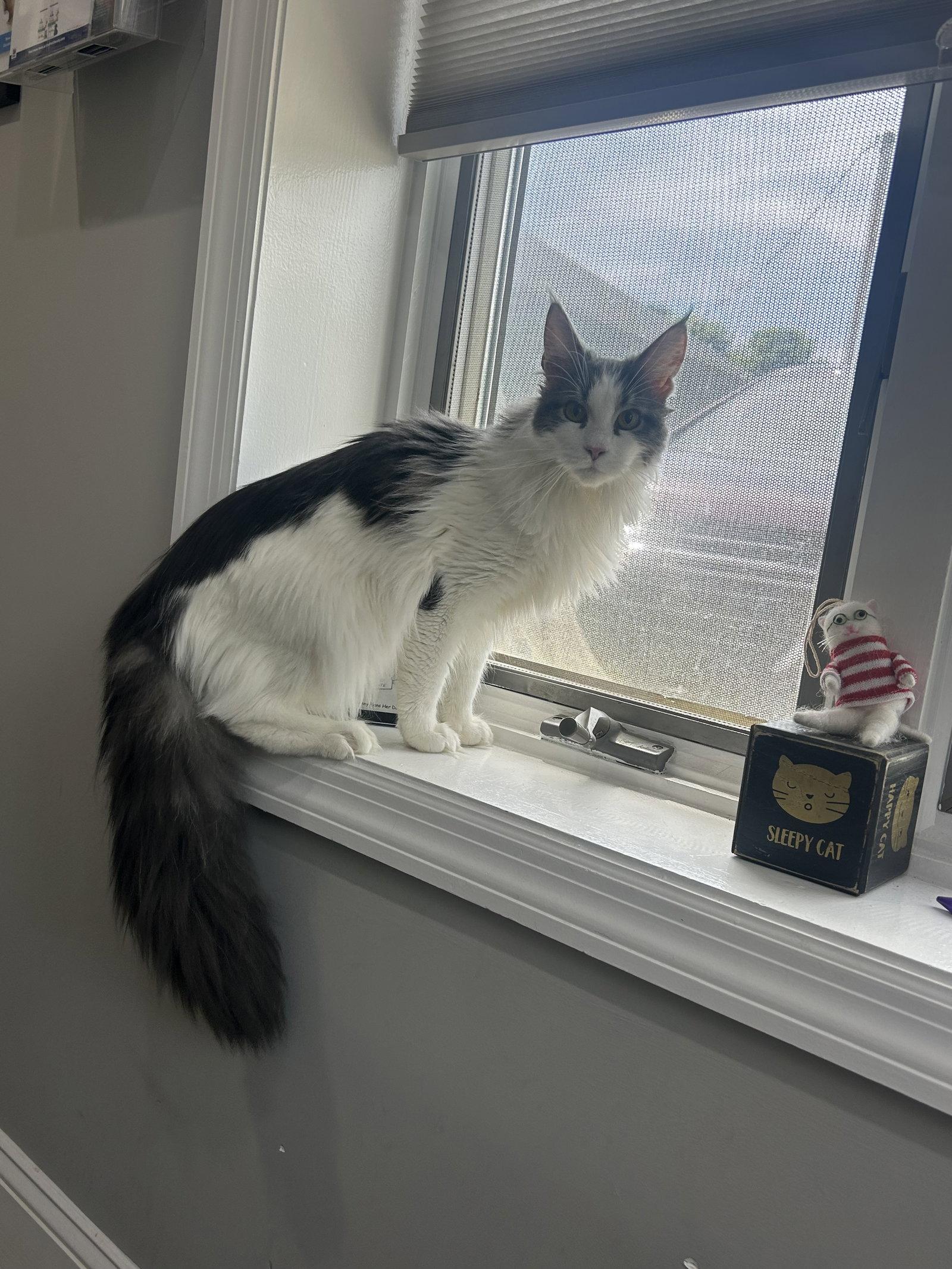 Enlarge Pandora, a Adopted Maine Coon in Absecon, NJ image 2/3