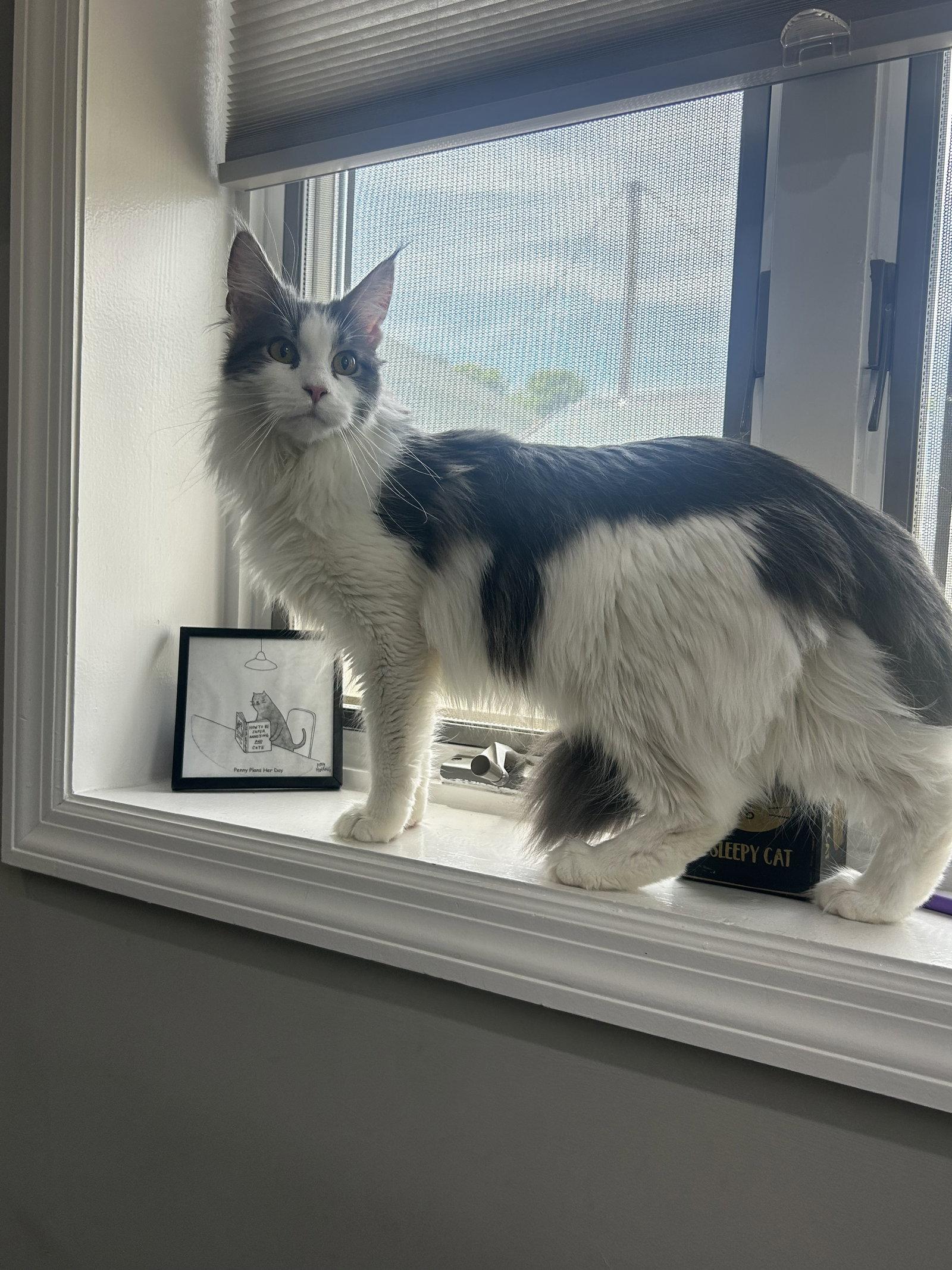 Enlarge Pandora, a Adopted Maine Coon in Absecon, NJ image 3/3