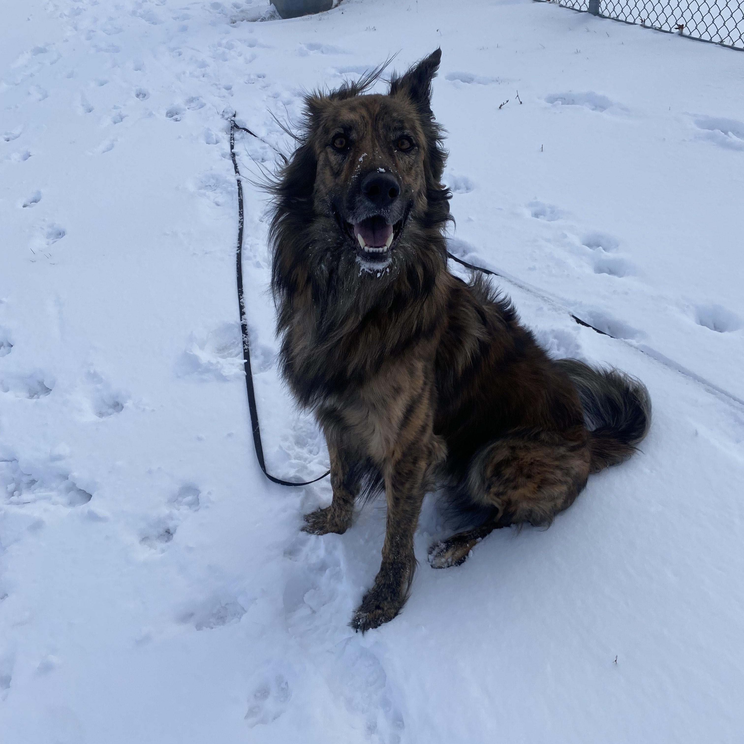 Enlarge Cosmo, a Adoptable mixed breed in Mississauga, ON image 2/4
