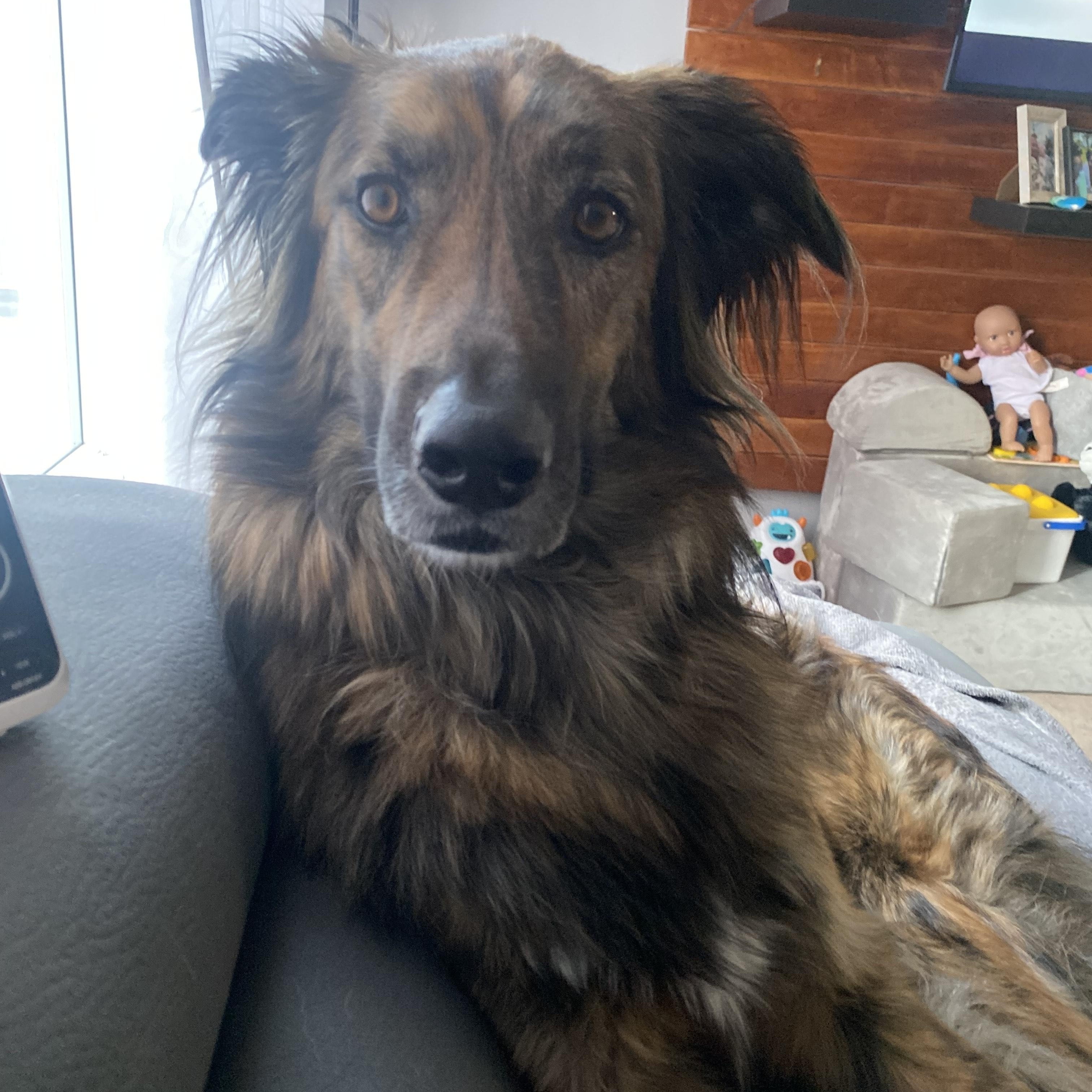 Enlarge Cosmo, a Adoptable mixed breed in Mississauga, ON image 4/4