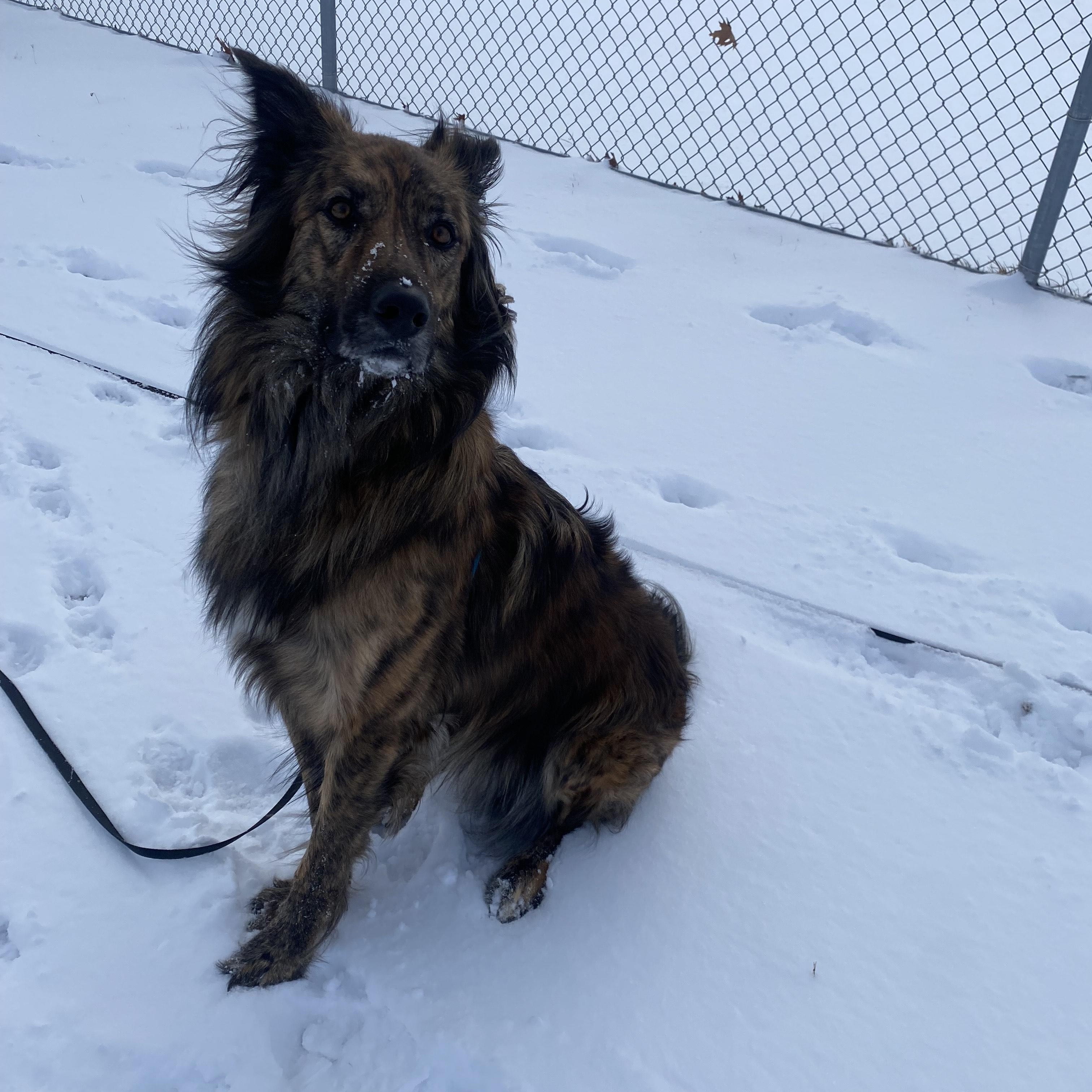Enlarge Cosmo, a Adoptable mixed breed in Mississauga, ON image 3/4