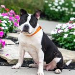 Shadow, ADOPTABLE, Senior Female American Bulldog & Pit Bull Terrier.