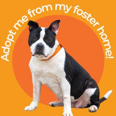 Shadow, Adoptable, Senior Female American Bulldog & Pit Bull Terrier.