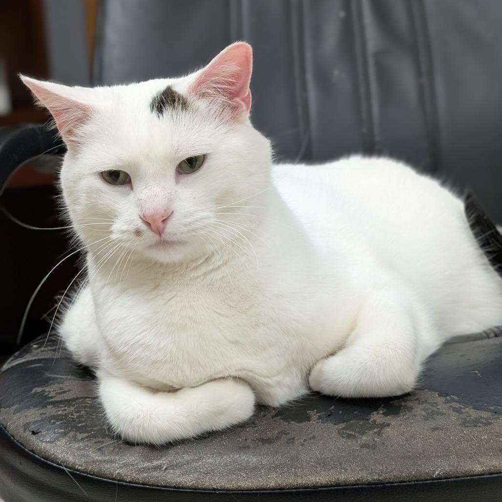 Jamie, Adoptable, Adult Male Domestic Short Hair.