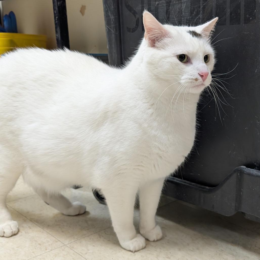 Jamie, a Adoptable Domestic Short Hair in Milford, IA image 2/5
