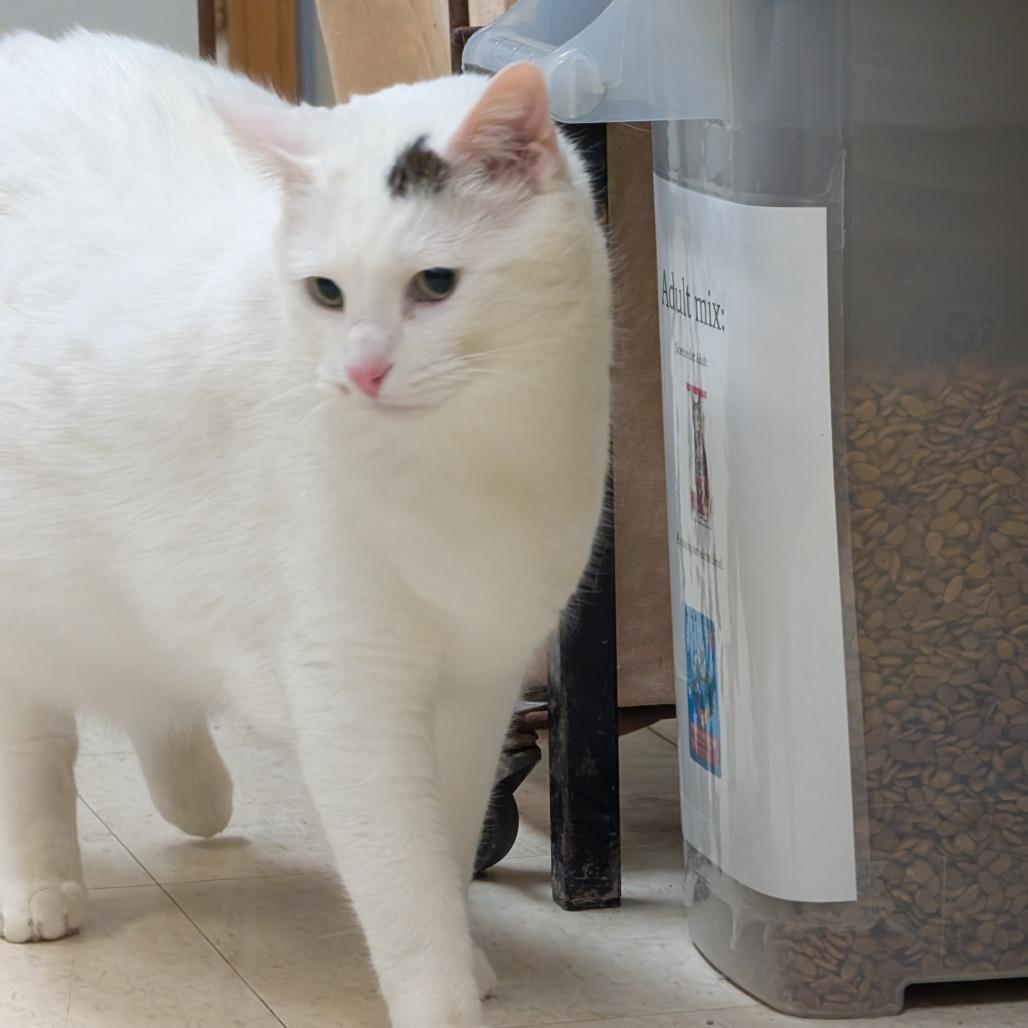 Jamie, a Adoptable Domestic Short Hair in Milford, IA image 3/5