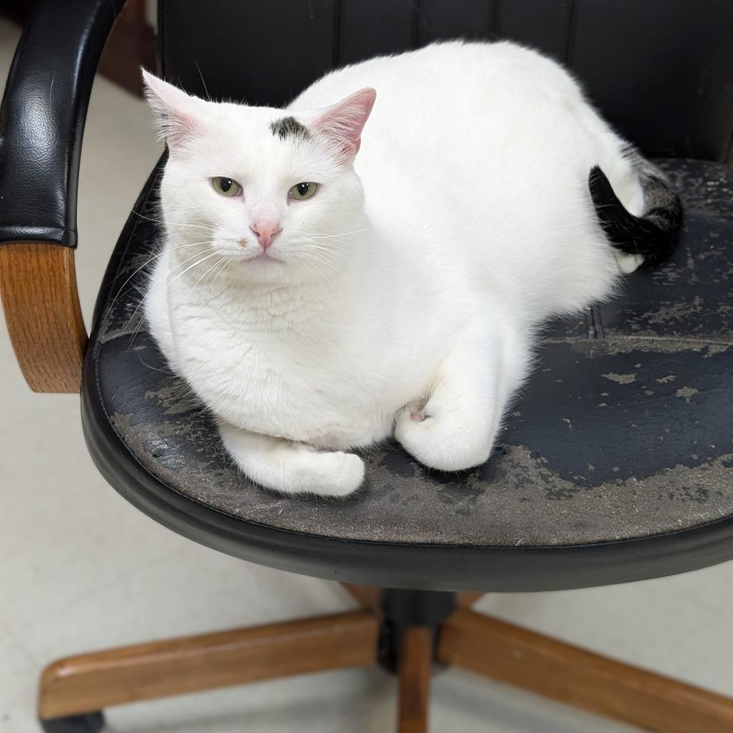 Jamie, a Adoptable Domestic Short Hair in Milford, IA image 4/5