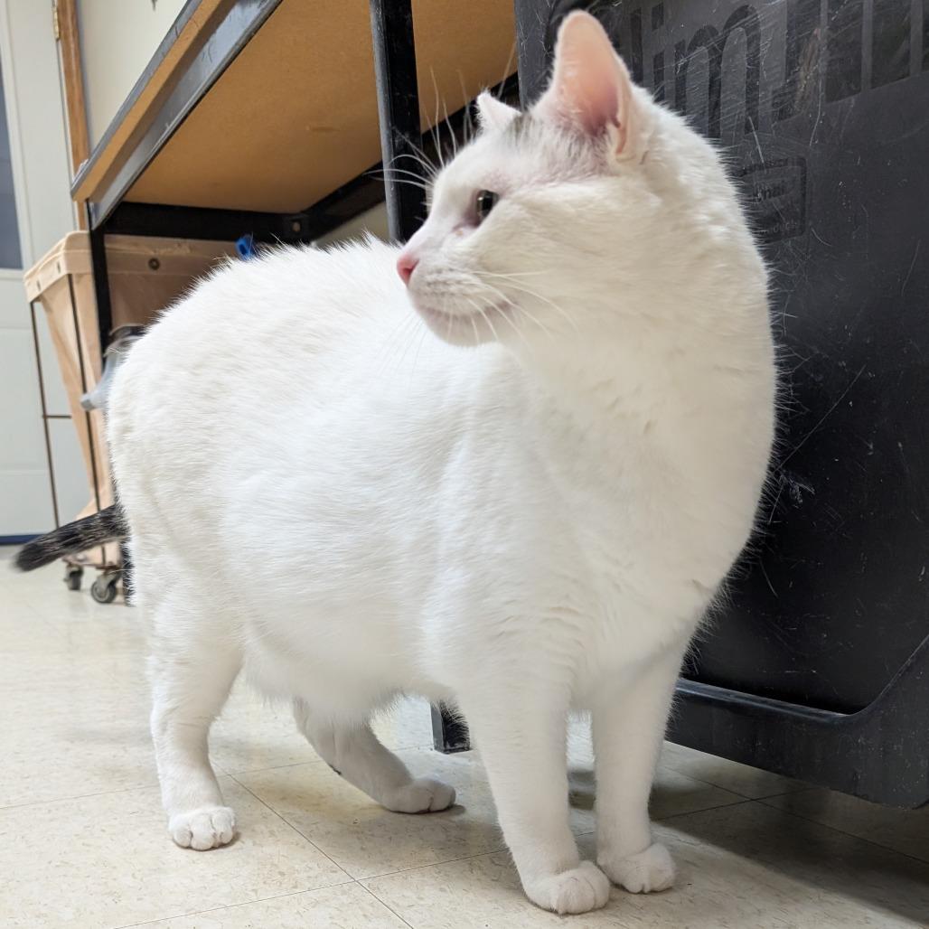 Jamie, a Adoptable Domestic Short Hair in Milford, IA image 5/5