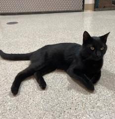 CHUCK, an adoptable Domestic Short Hair in Lead, SD, 57754 | Photo Image 2