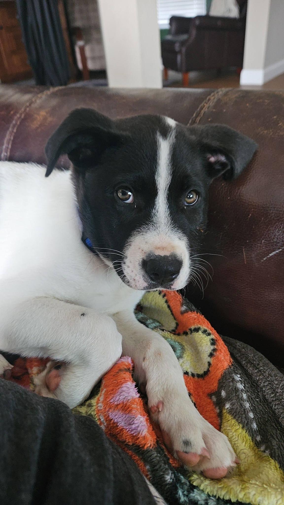 Gabriel, ADOPTABLE, Puppy Male Akita.