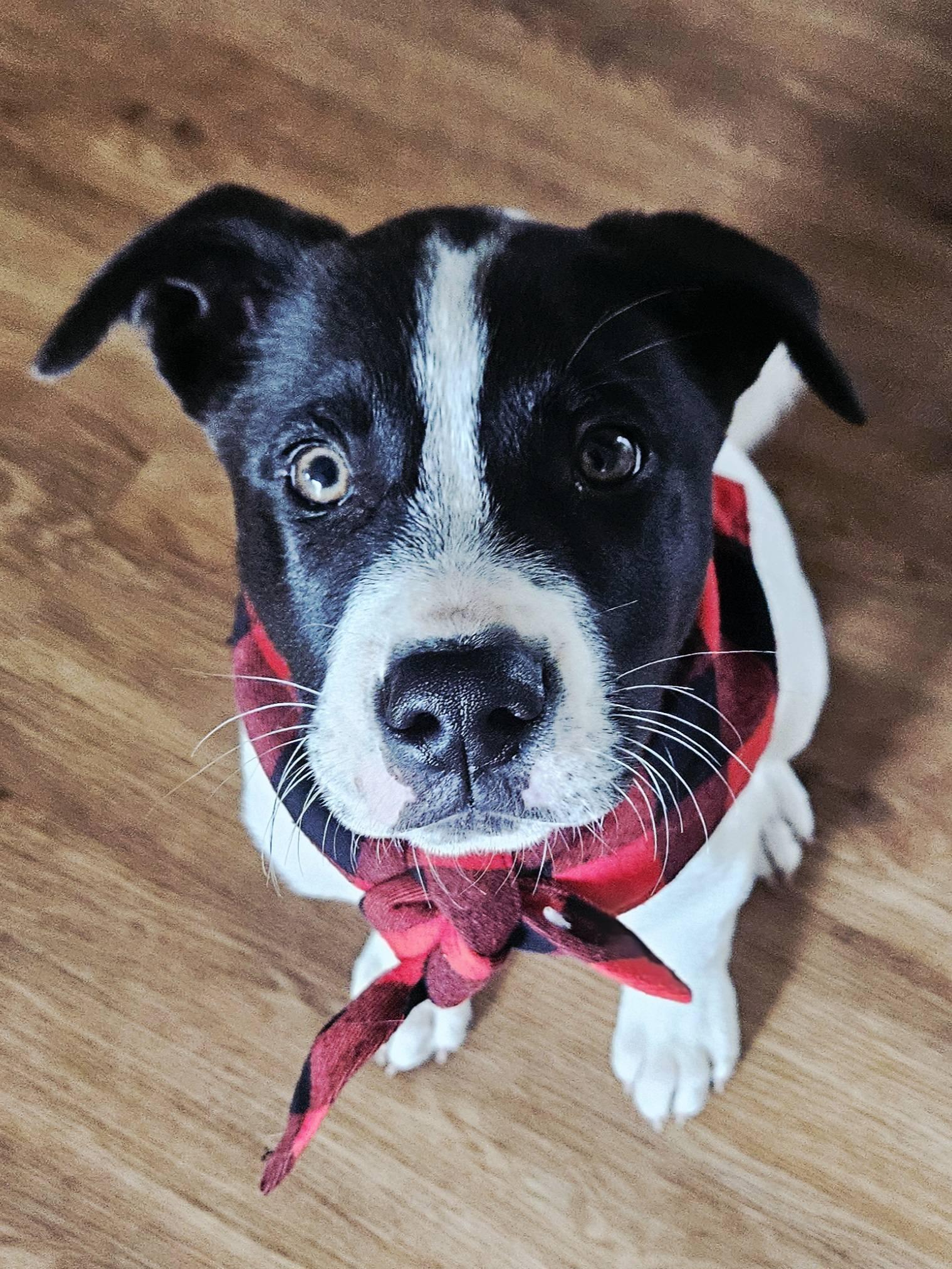 Enlarge Gabriel, a ADOPTABLE mixed breed in Crown Point, IN image 5/5