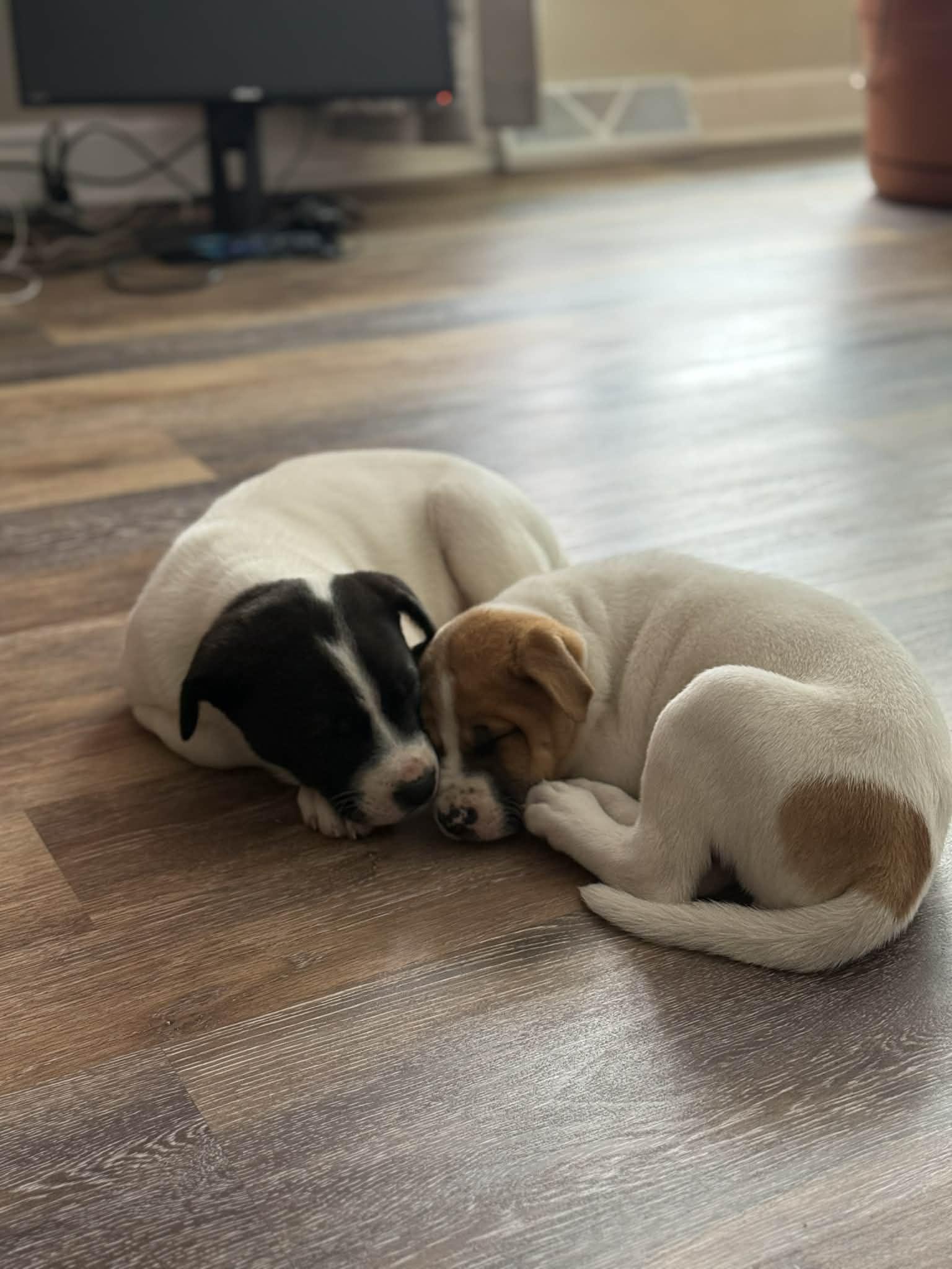 Enlarge Gabriel, a ADOPTABLE mixed breed in Crown Point, IN image 6/6