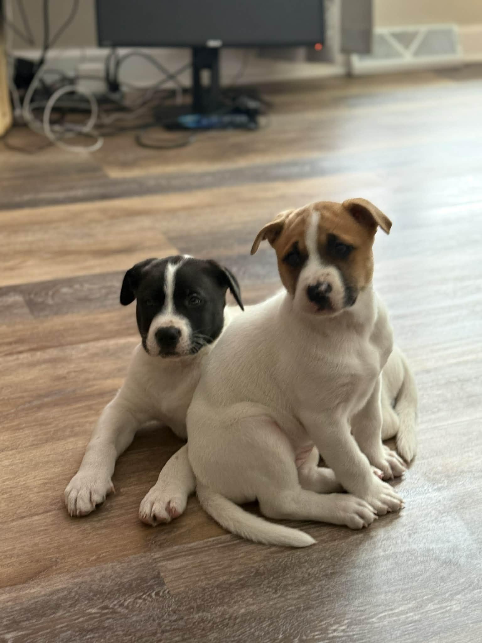 Enlarge Gabriel, a ADOPTABLE mixed breed in Crown Point, IN image 4/6