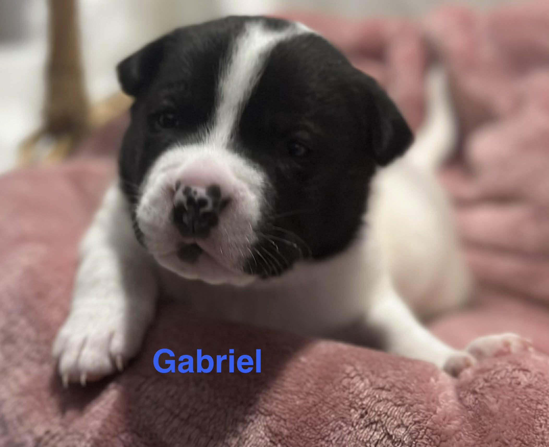 Enlarge Gabriel, a ADOPTABLE mixed breed in Crown Point, IN image 5/6