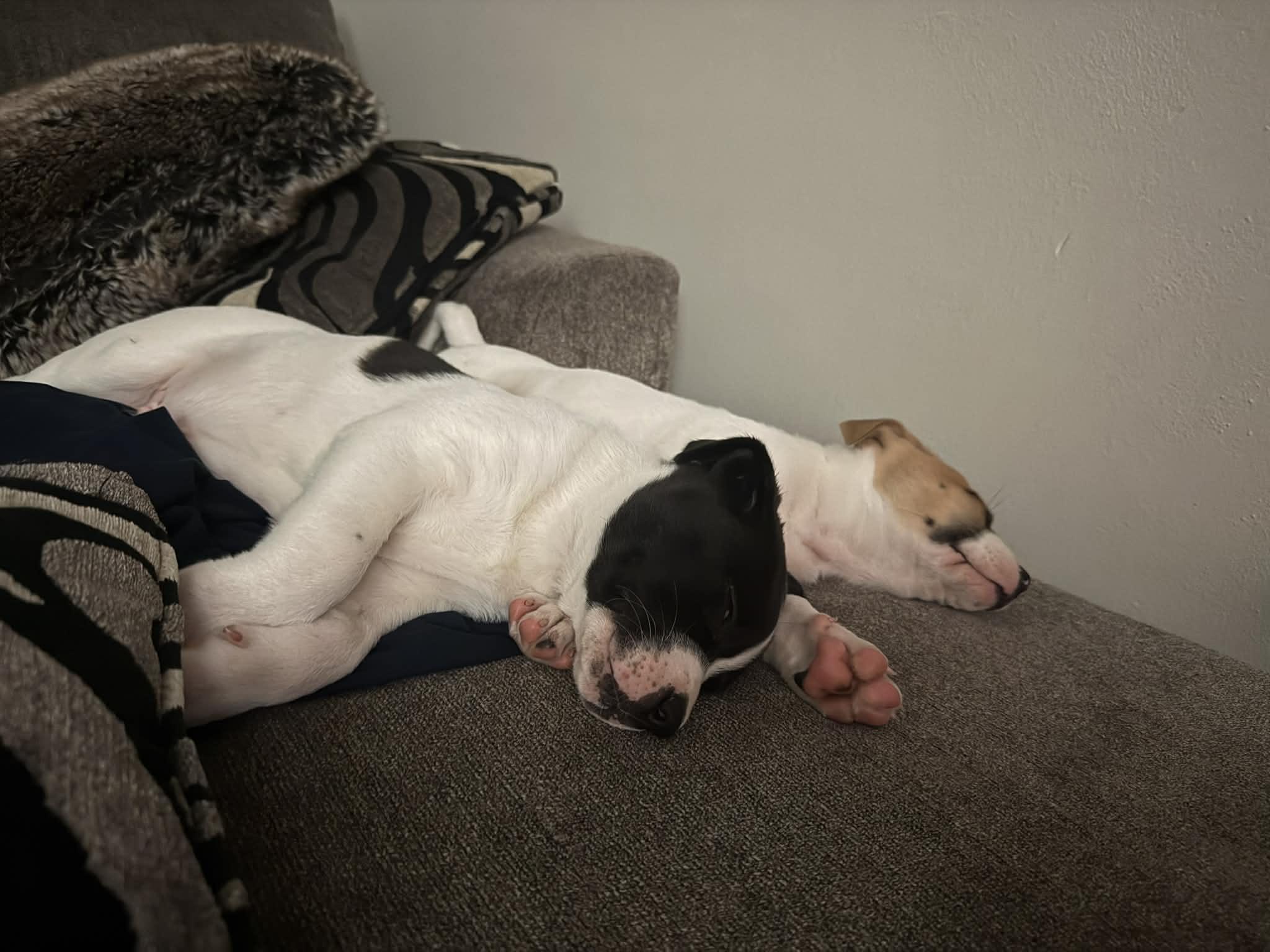 Enlarge Gabriel, a ADOPTABLE mixed breed in Crown Point, IN image 3/6