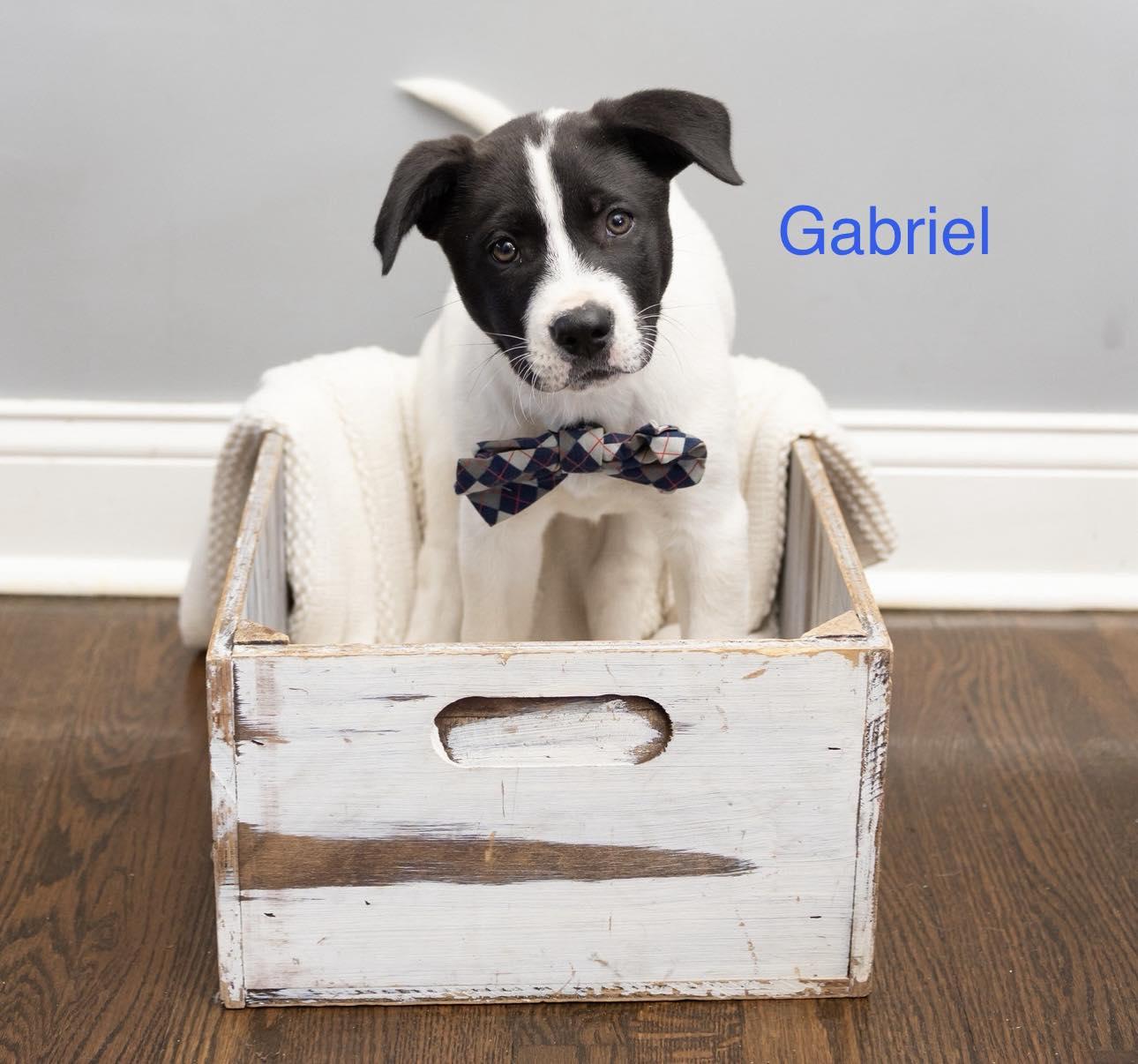 Gabriel, ADOPTABLE, Puppy Male Akita.